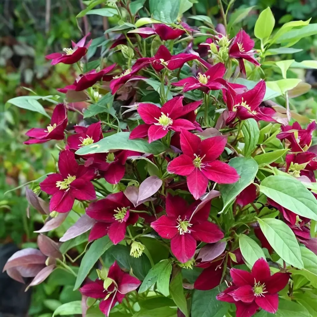 Burning Love Clematis