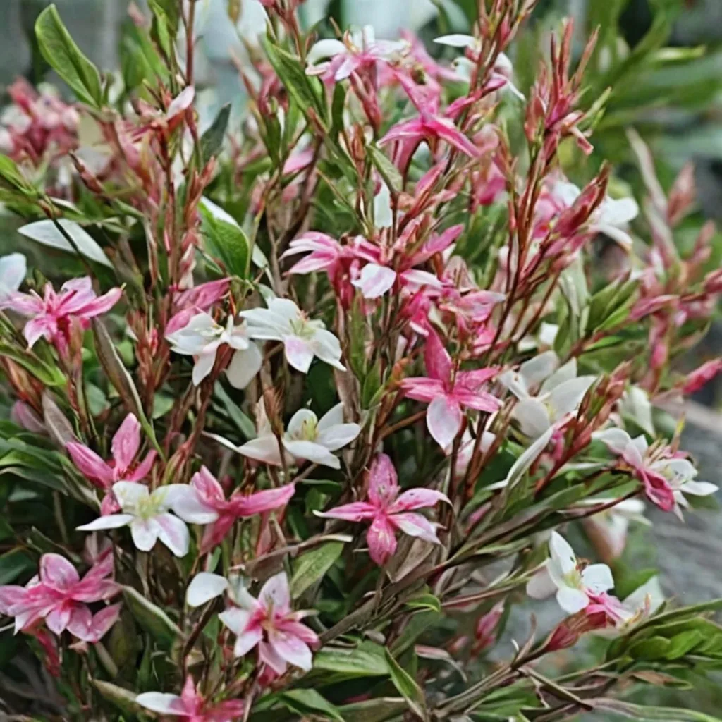 Bijou Butterflies Beeblossom