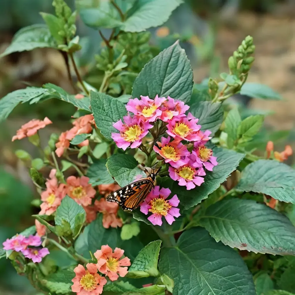 Common Lantana