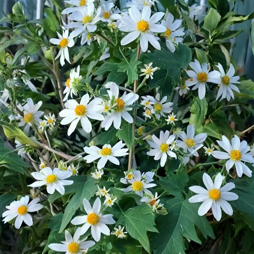 Tree Daisy