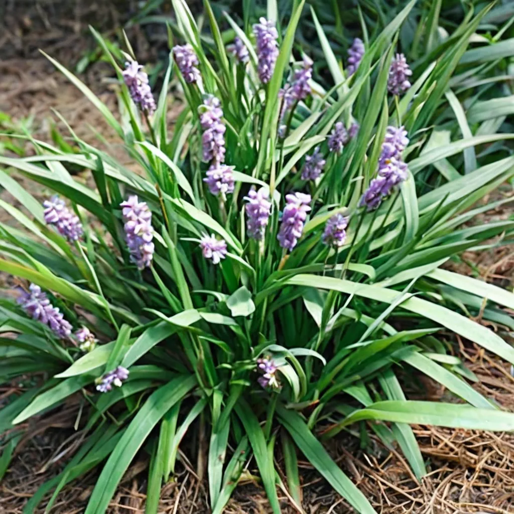 Lilyturf