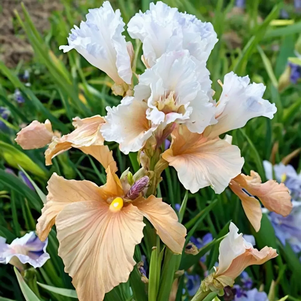 Champagne Elegance Bearded Iris