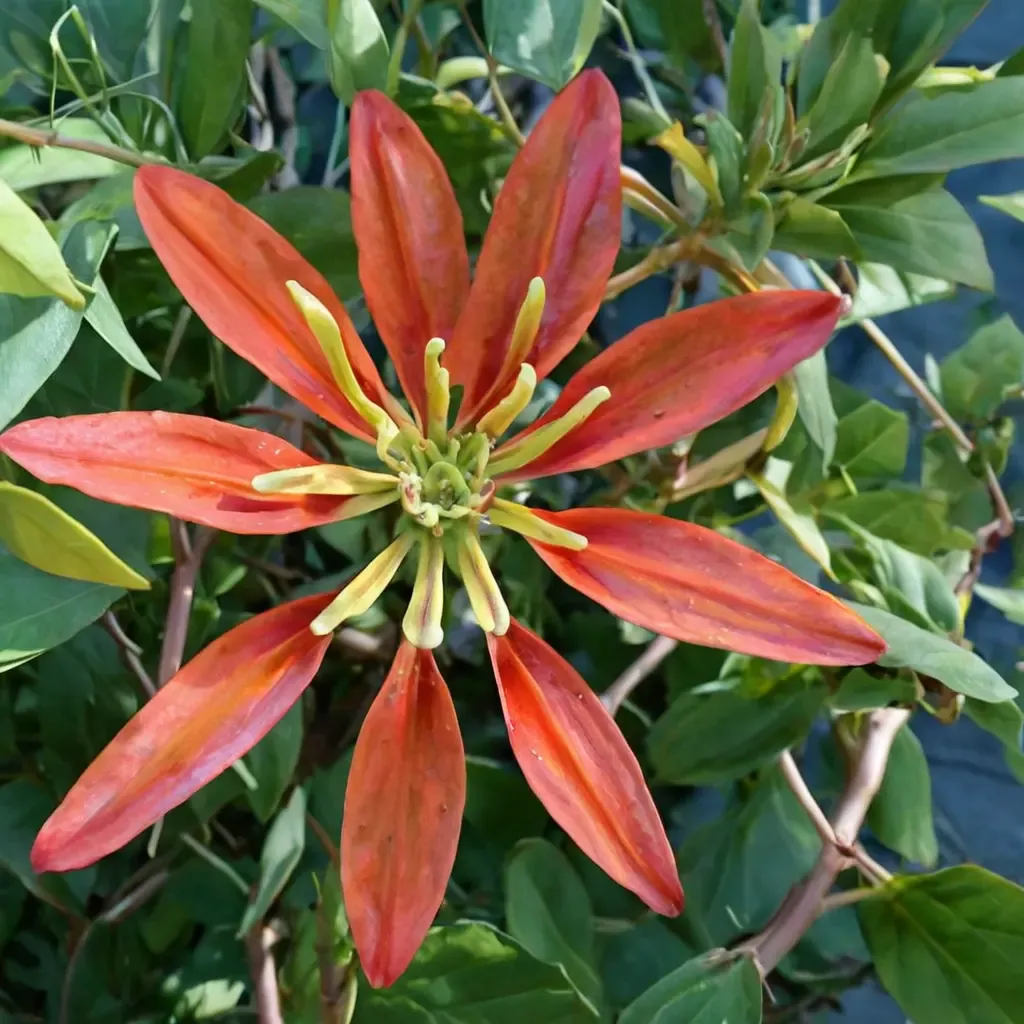 Red Passion Flower