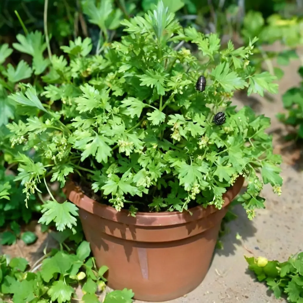 Parsley
