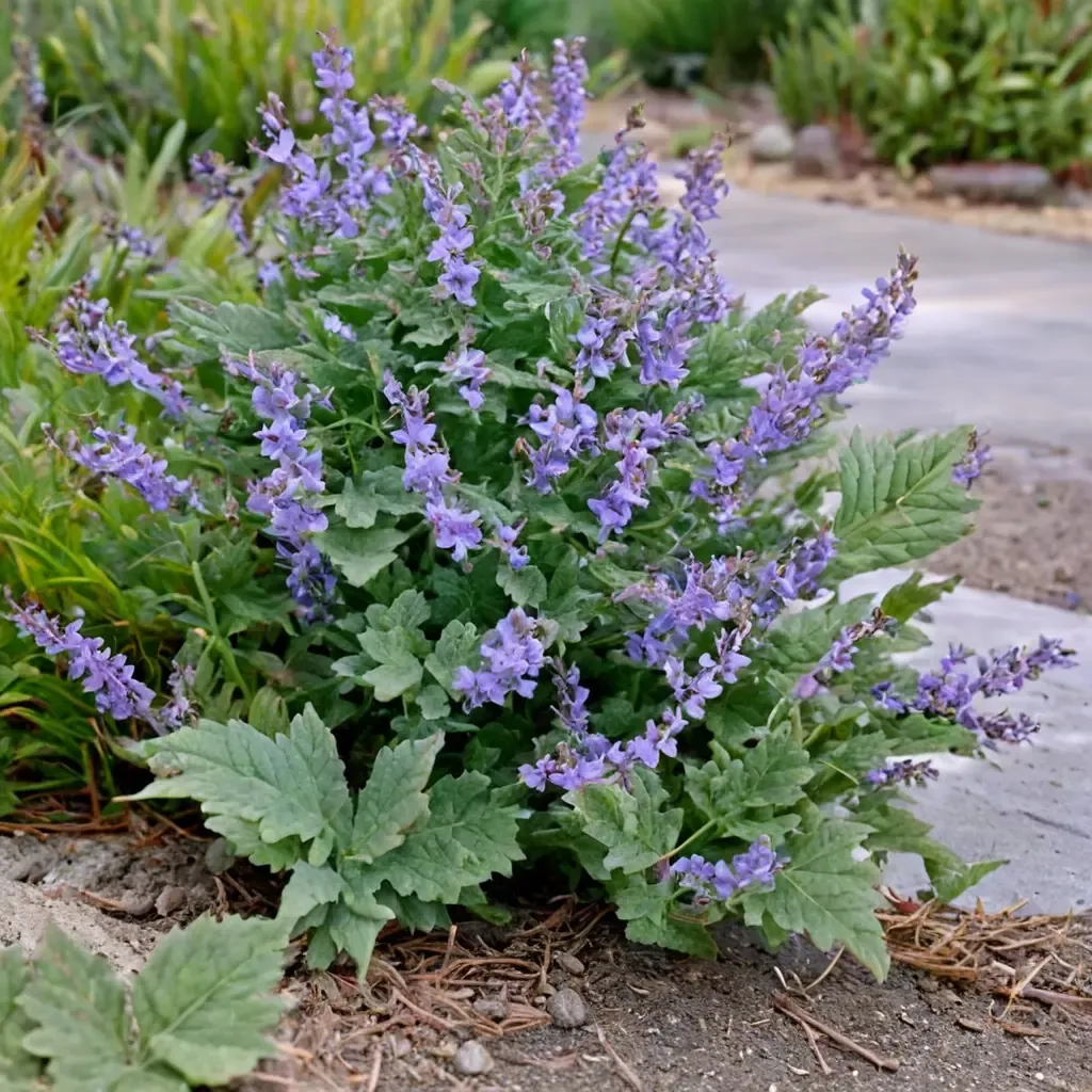 Faassen's catmint