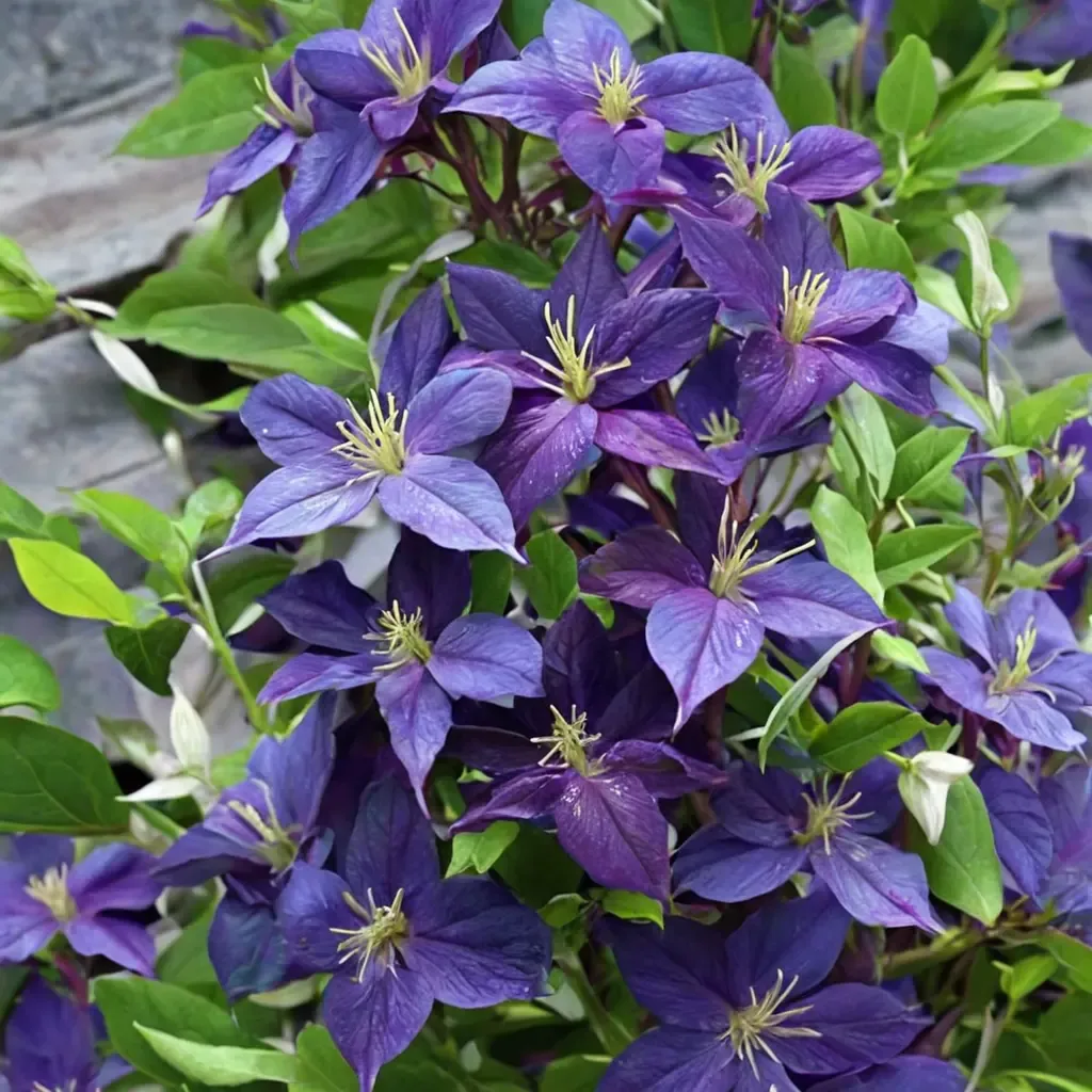 Jackman Clematis