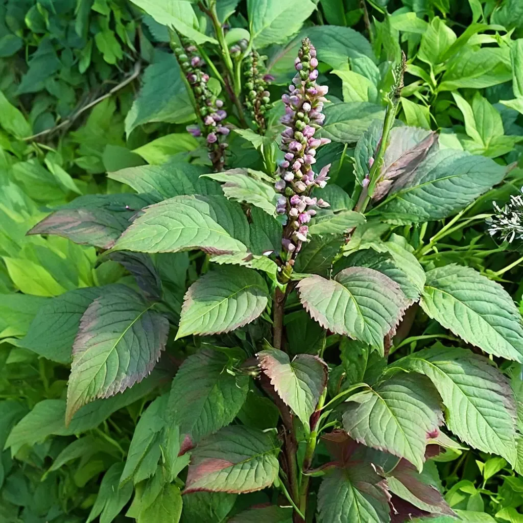 Shiso, Beefsteak Plant