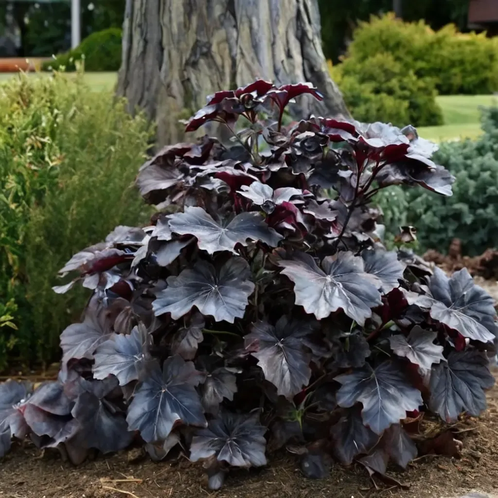 Black Pearl Coral Bells