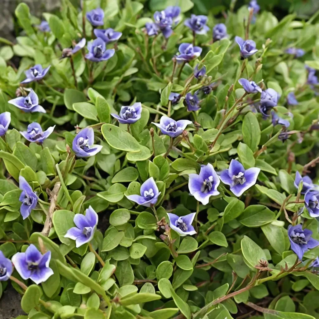Blue Moneywort