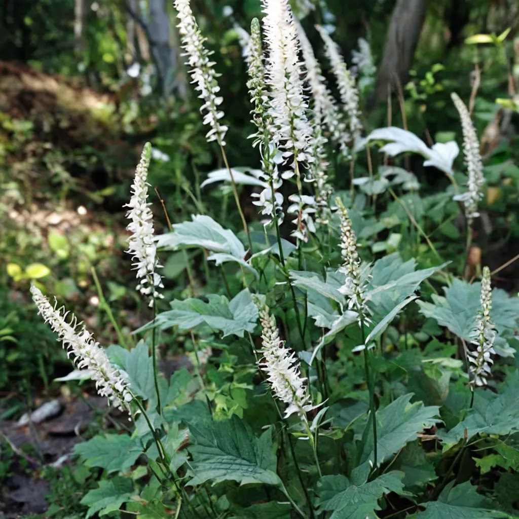 Acerina Baneberry