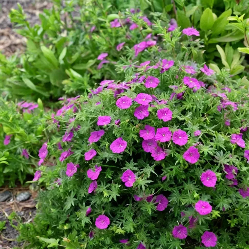 Bloody Cranesbill