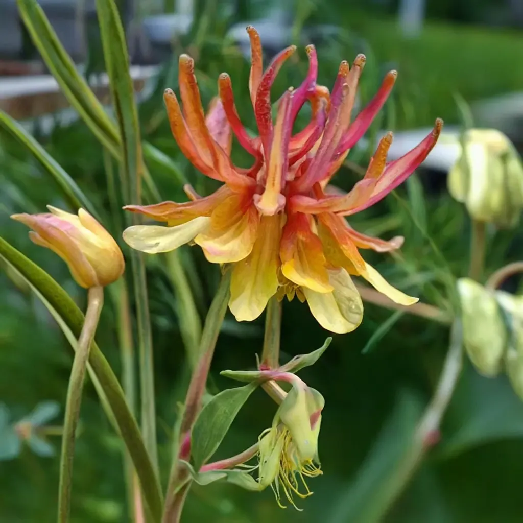 Golden Columbine