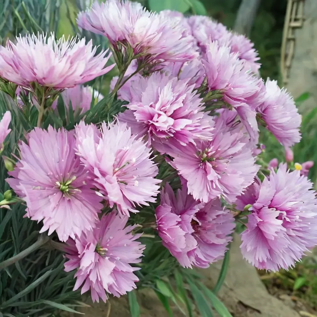 Cottage Pink