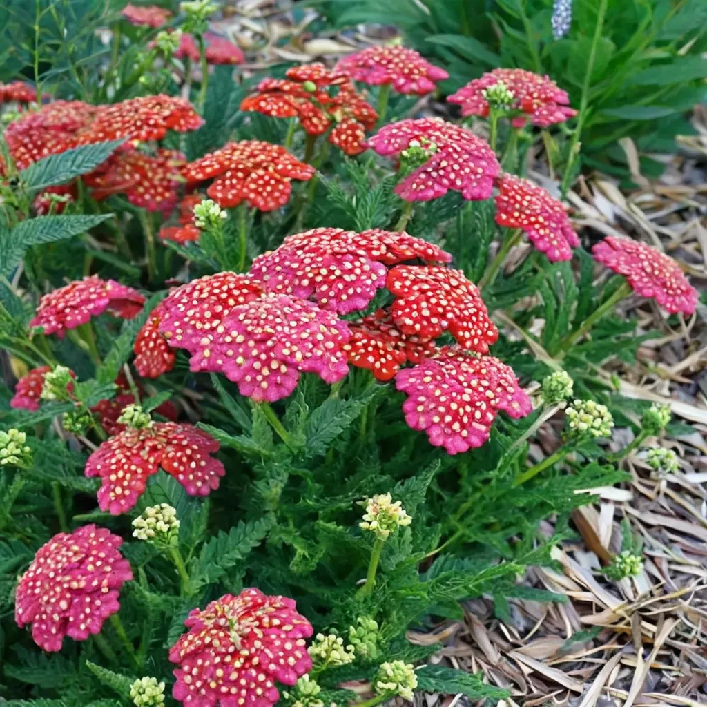 Seduction yarrow