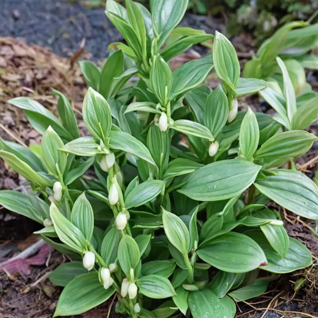 Dwarf Solomon's Seal