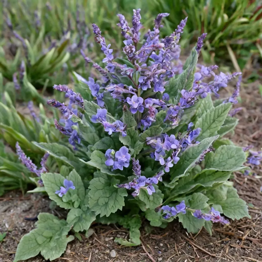 Faassen's Catmint