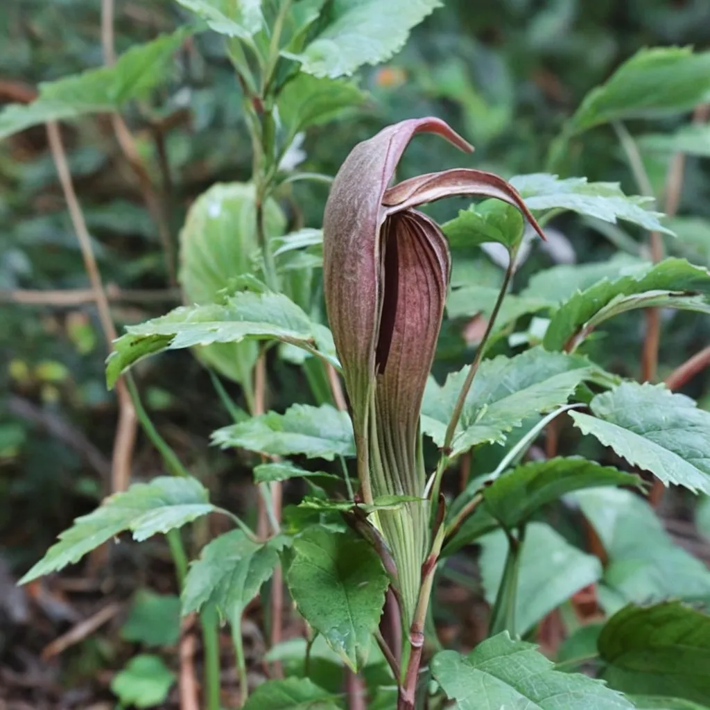 Japanese Cobra Lily