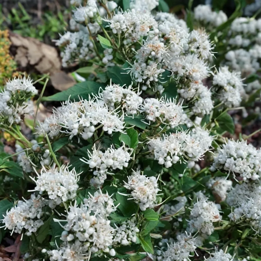 Havana Snakeroot