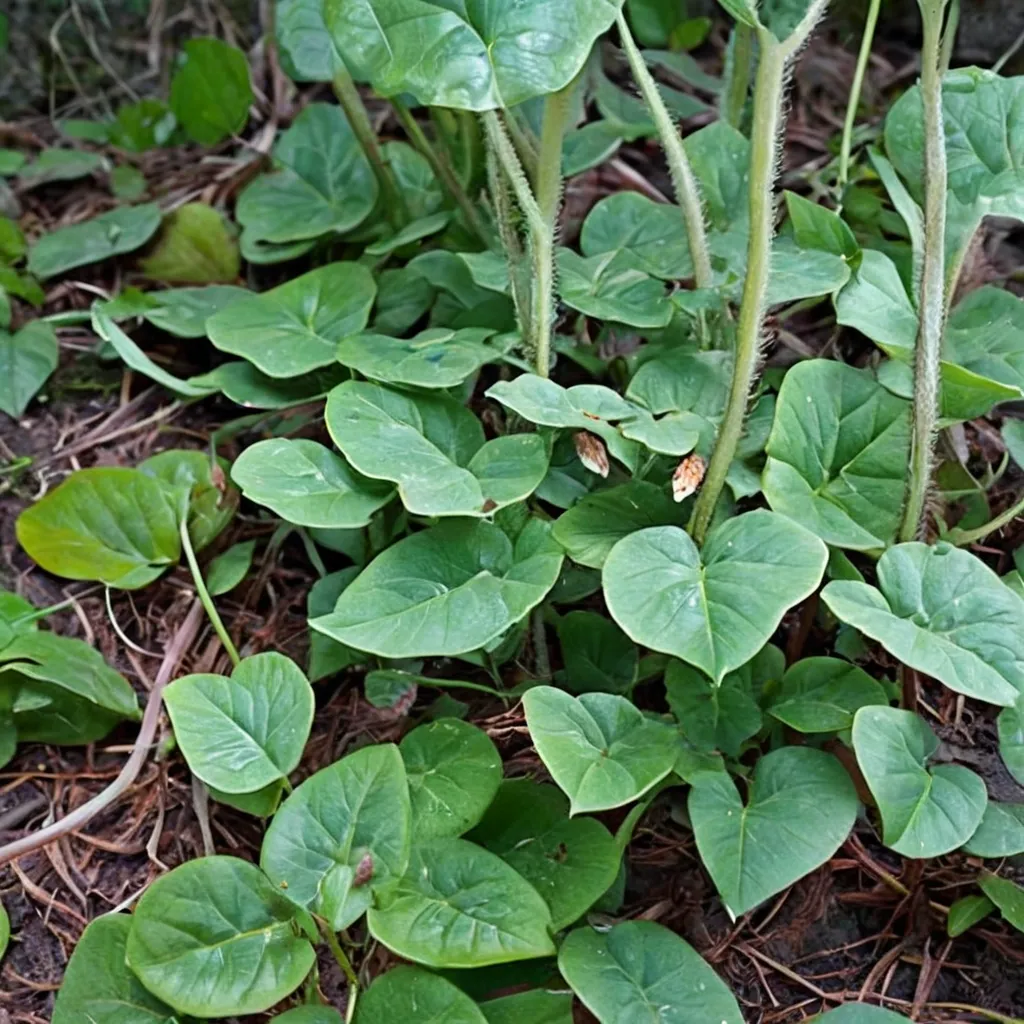 Western Wild Ginger