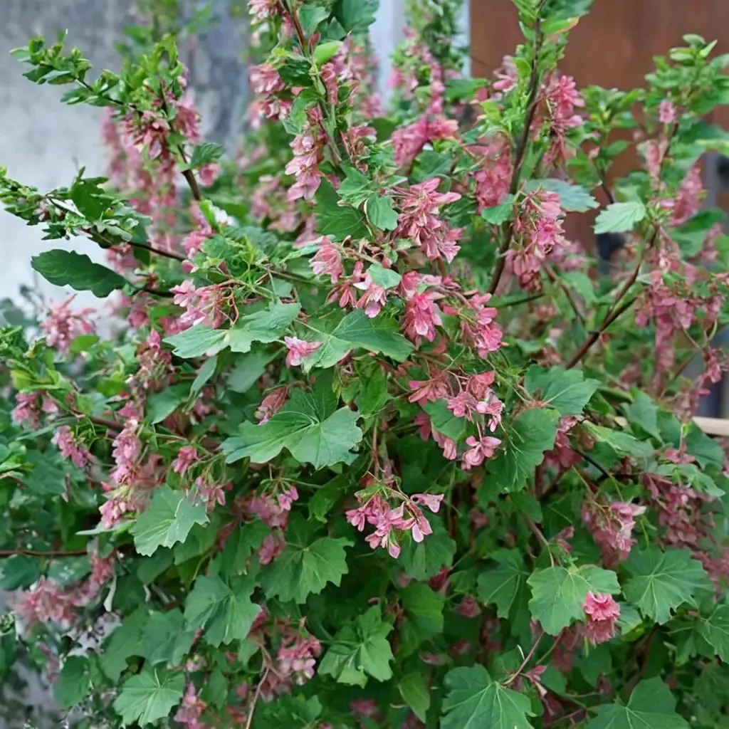 Pink-Flowering Currant