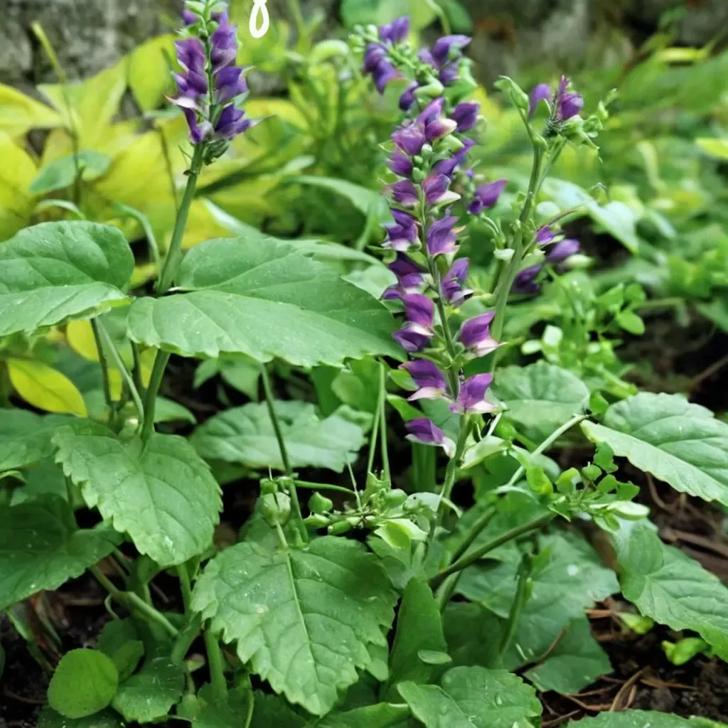 Somerset Skullcap