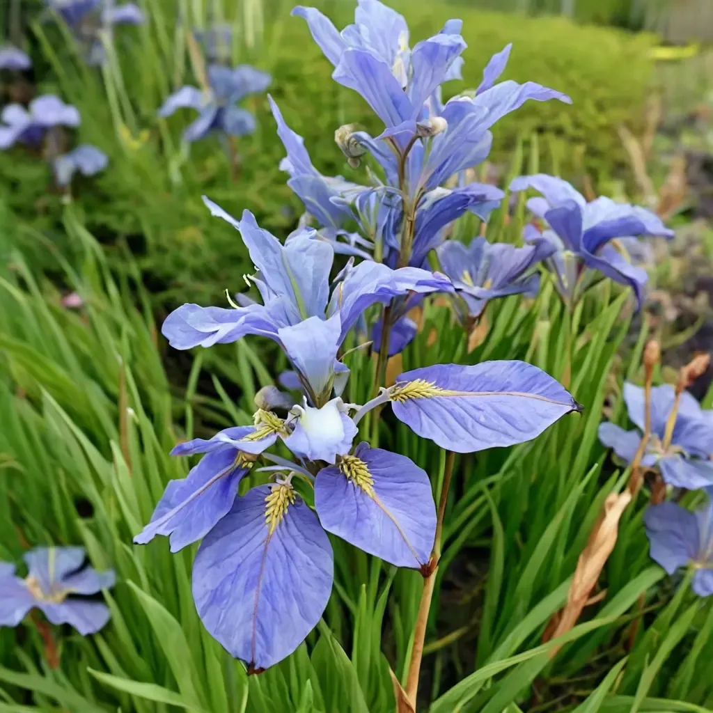 Siberian Iris 'Perry's Blue'