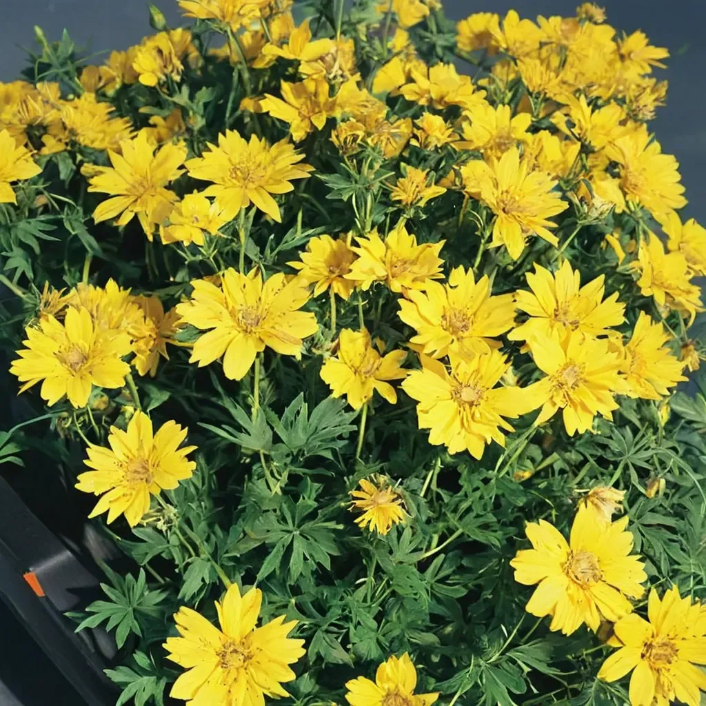Sulfur Cosmos