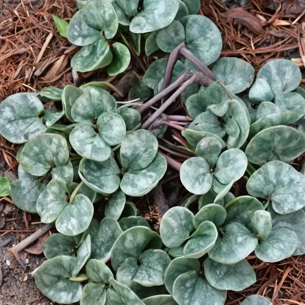 Takaoi Wild Ginger