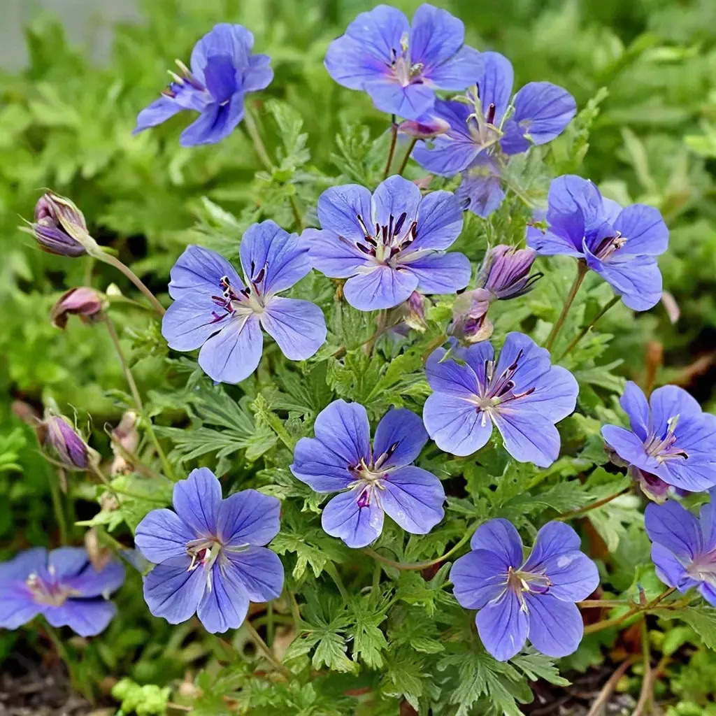 Johnson's Blue Cranesbill
