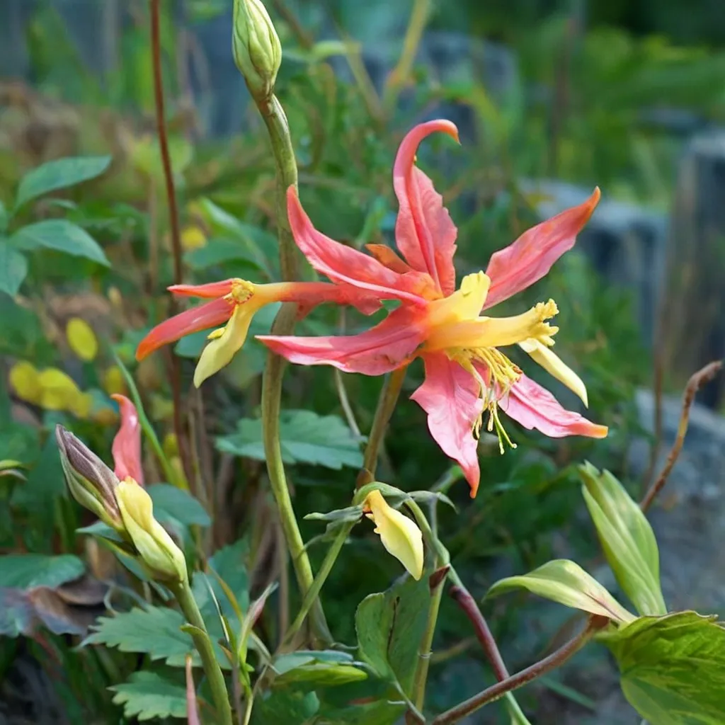 Tequila Sunrise Columbine