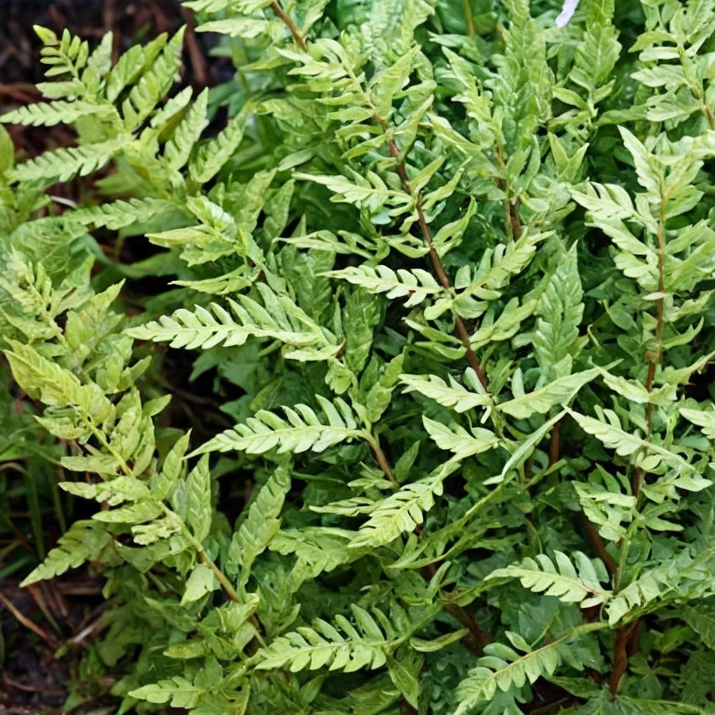 Crested Male Fern
