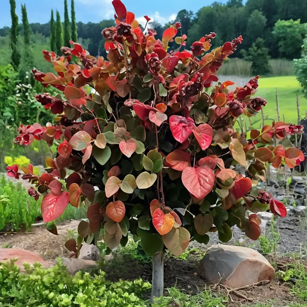 Hearts A'Fire Redbud