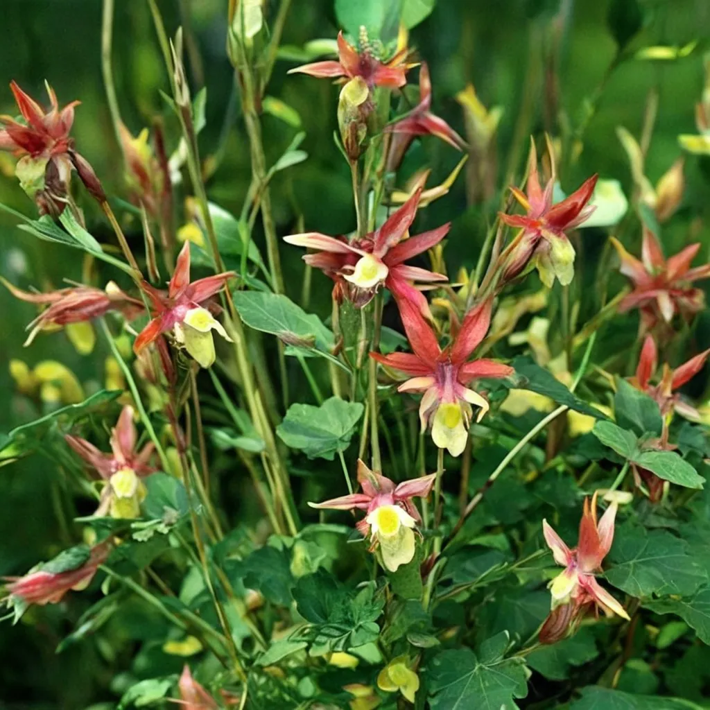 Blazing Star Columbine