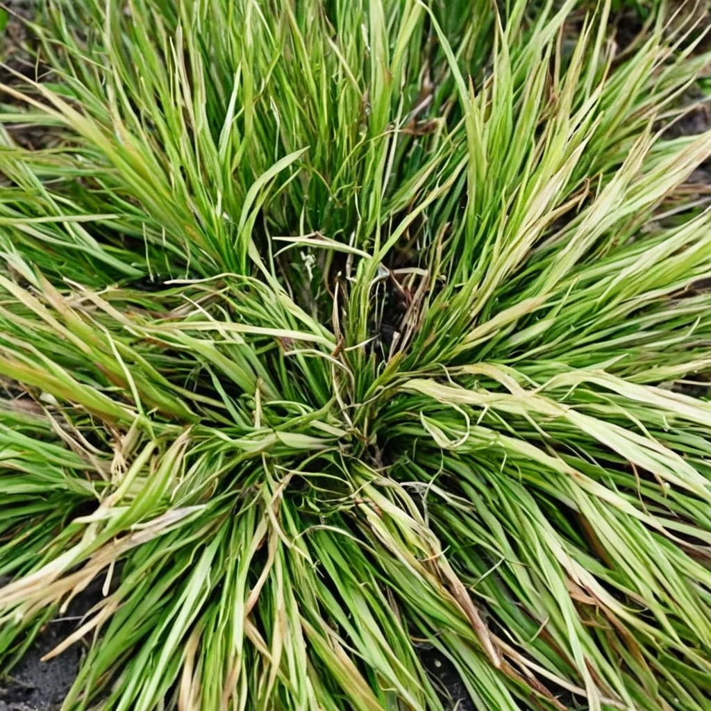Variegated Japanese Sweet Flag