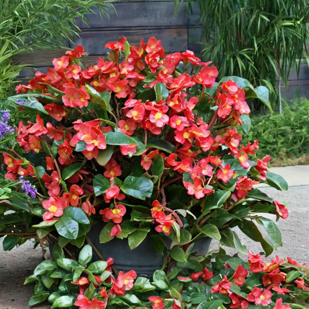 Surefire Red Begonia