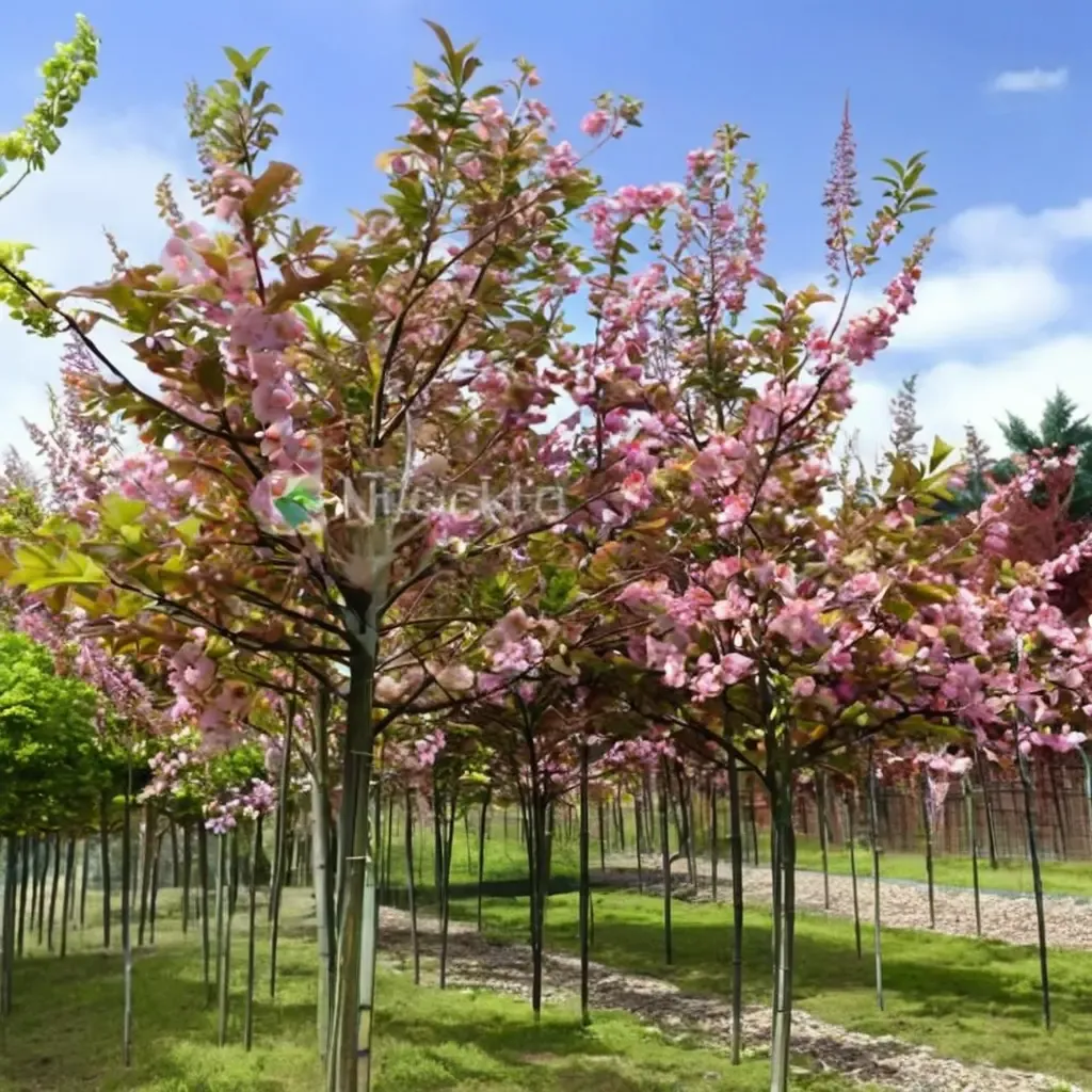 Kanzan Cherry