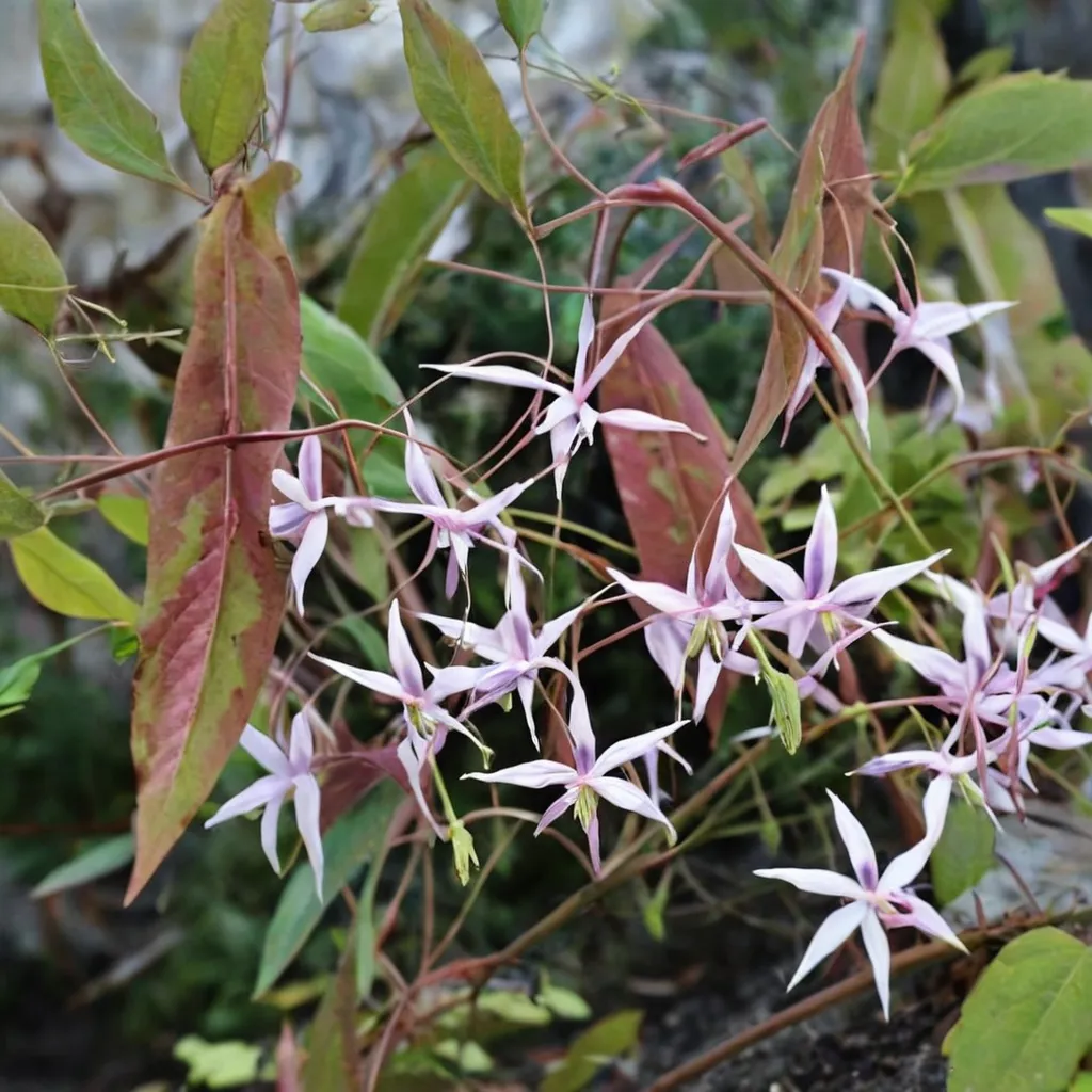 Farges' Epimedium