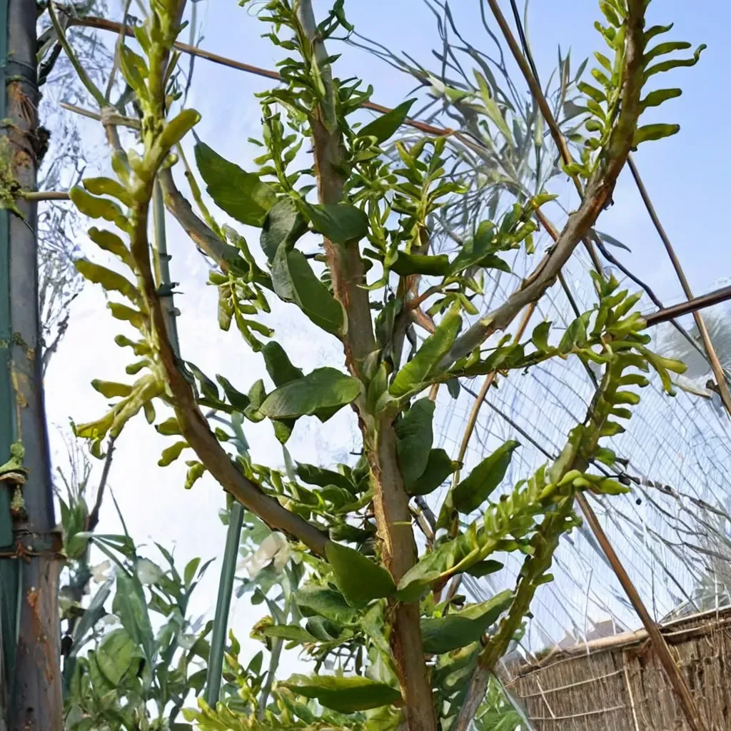 Gofa Candelabra Tree