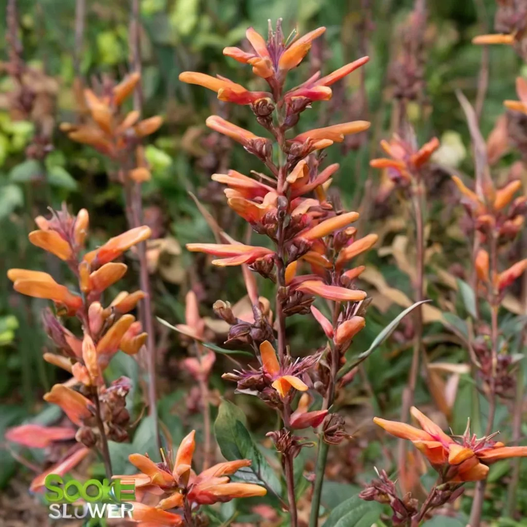 Hummingbird Mint 'Firebird'