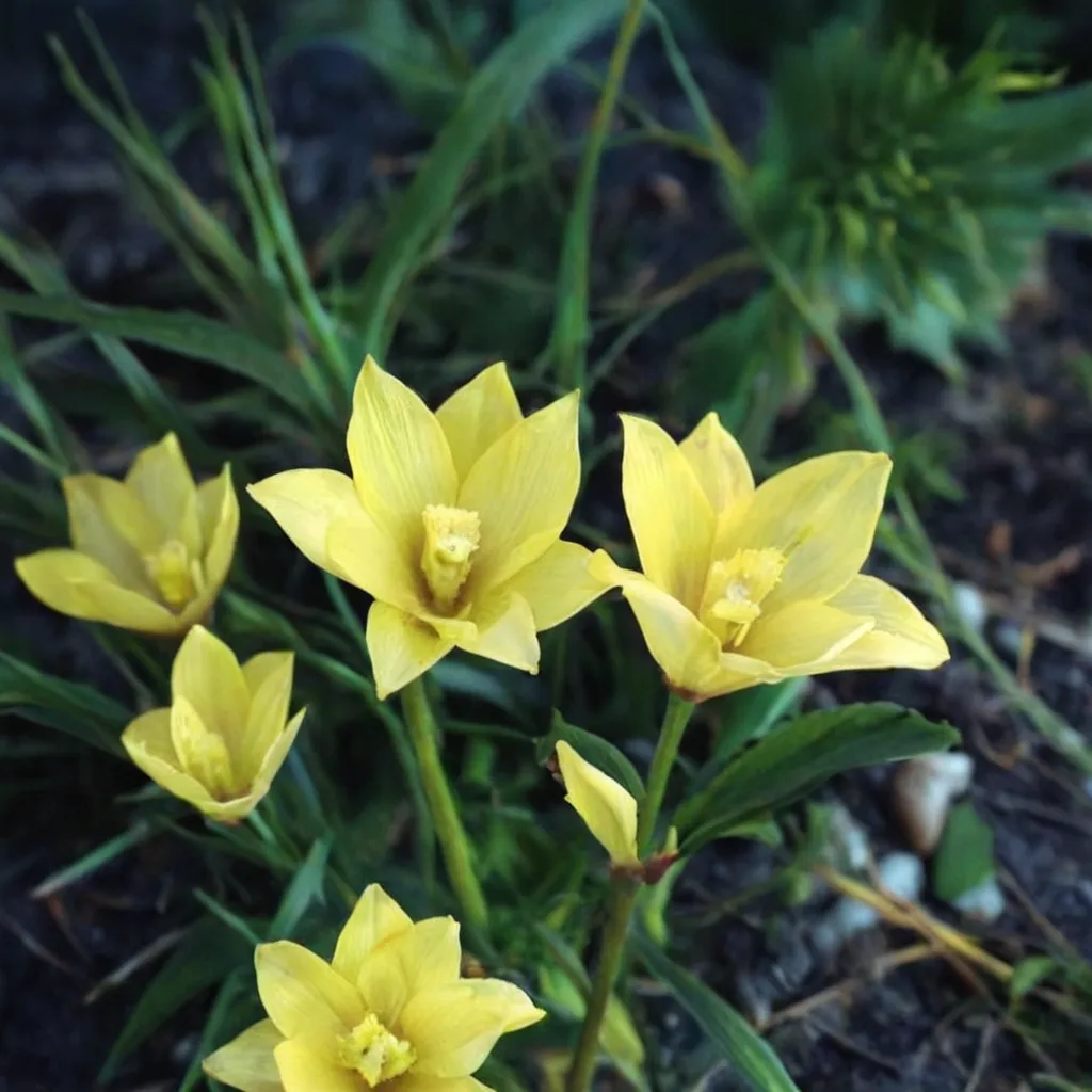 Small's Rain Lily