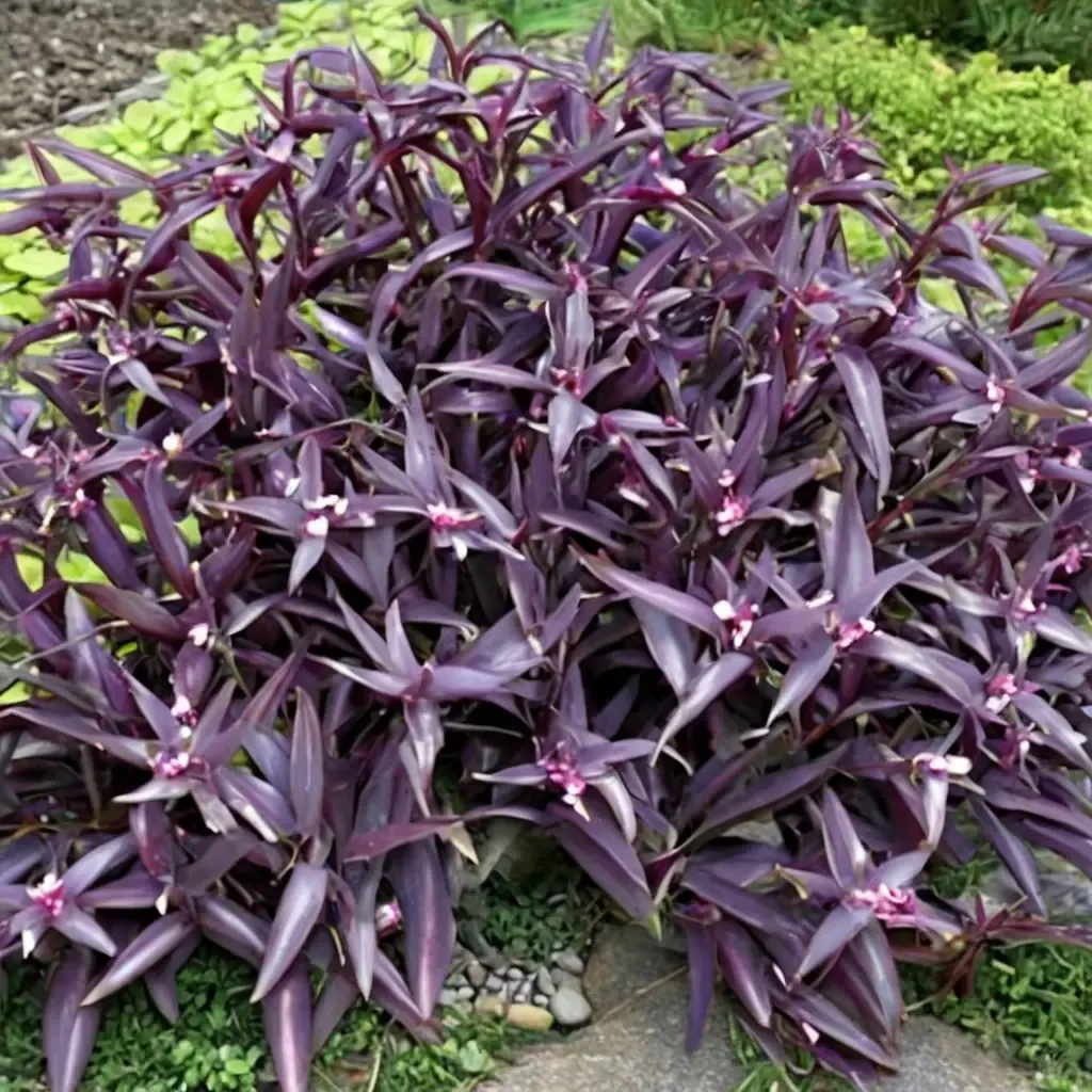 Purple Heart