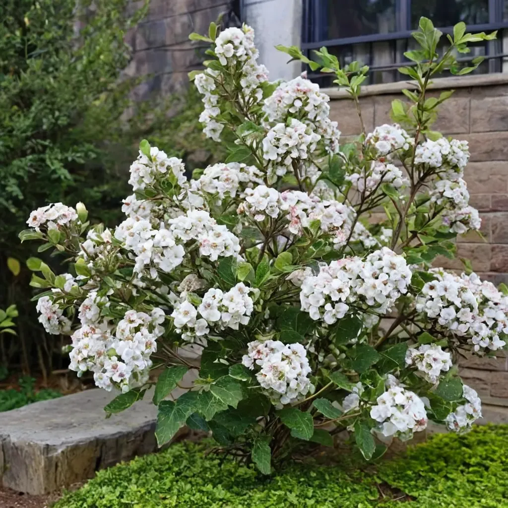 Korean spice viburnum