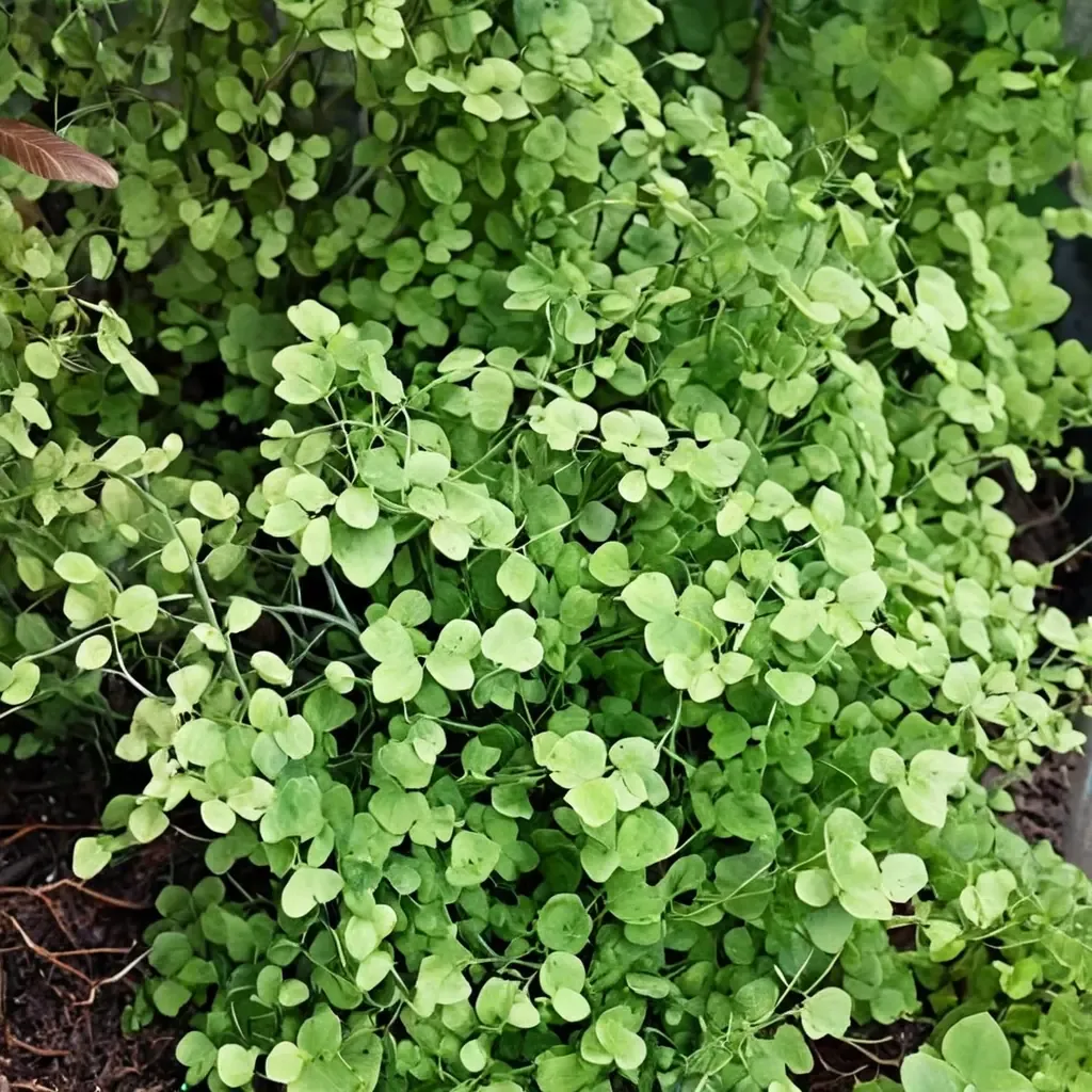 Mairis's Maidenhair Fern