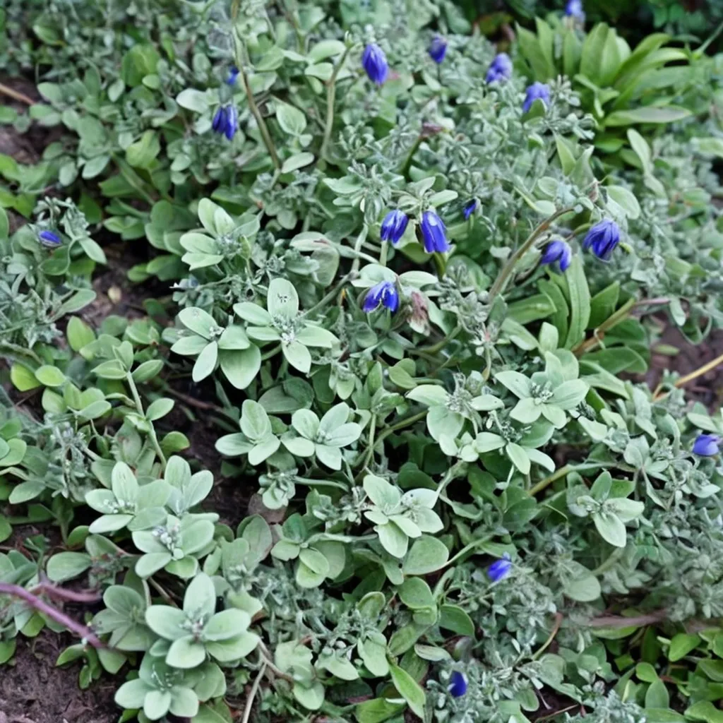 Snowy-leaved sage