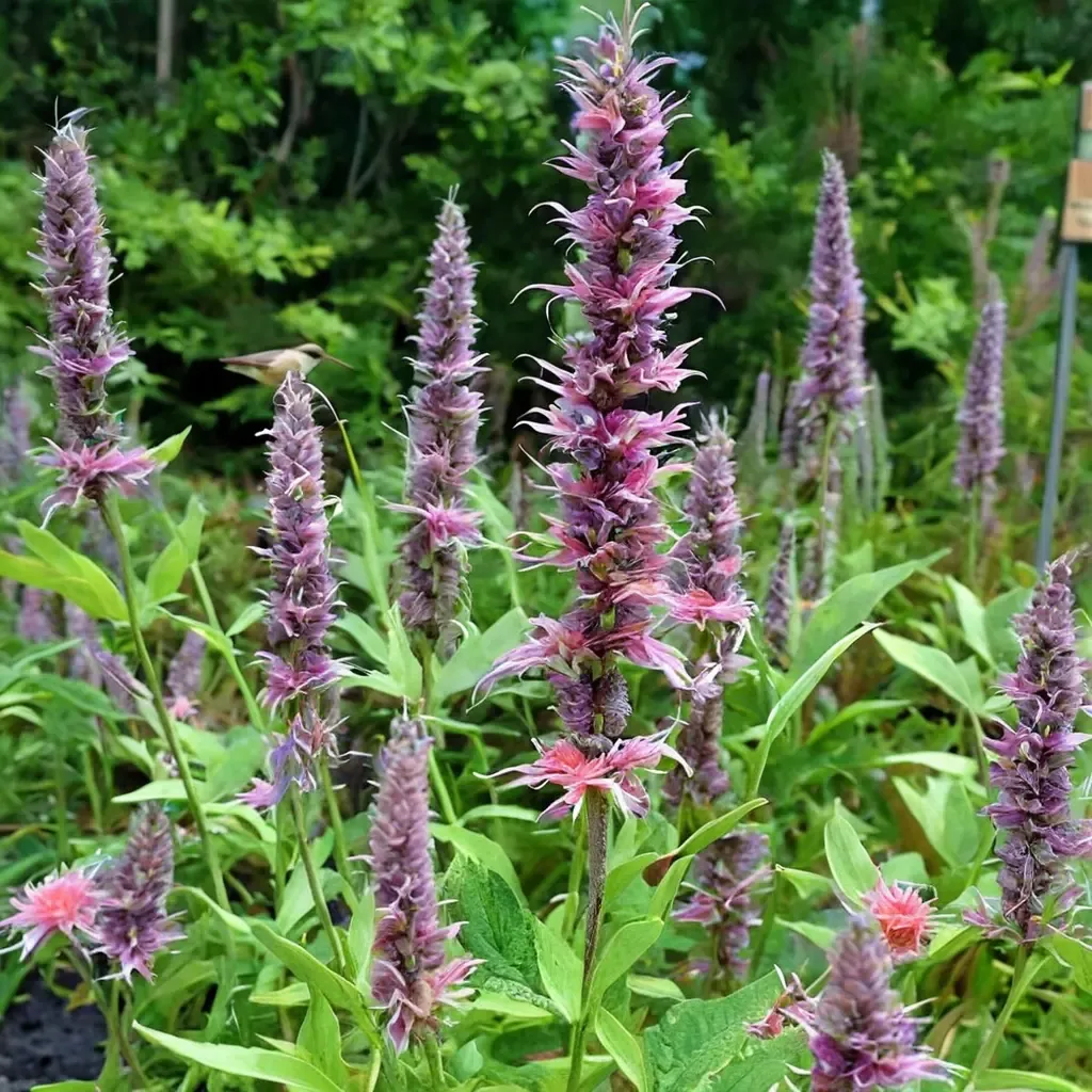 Anise Hyssop