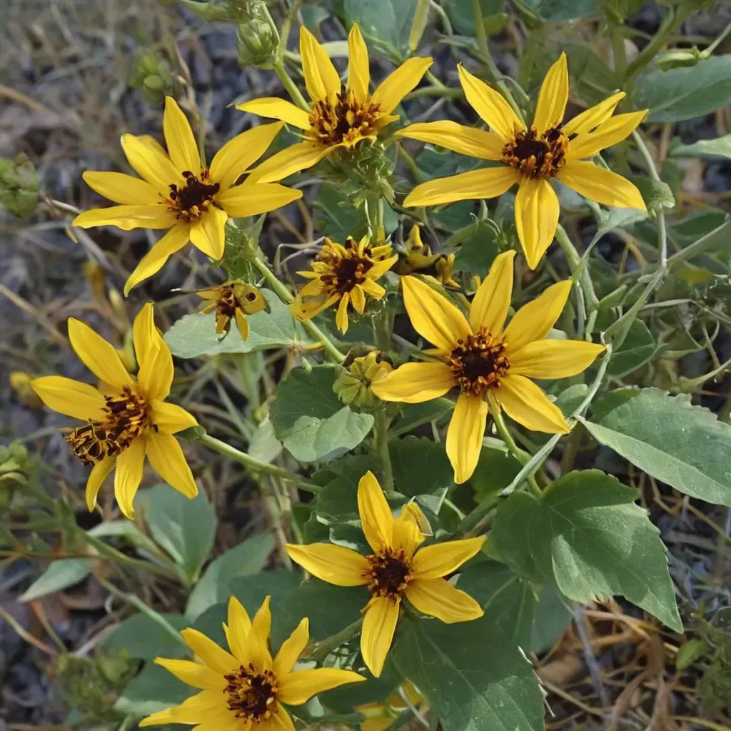 Bolander's Sunflower, Serpentine Sunflower