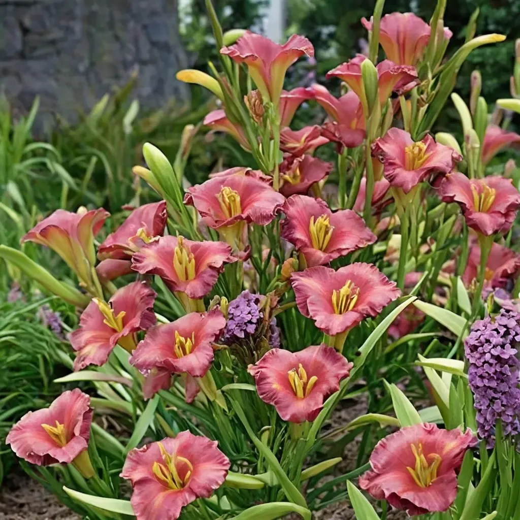 Earlybird Cardinal Daylily
