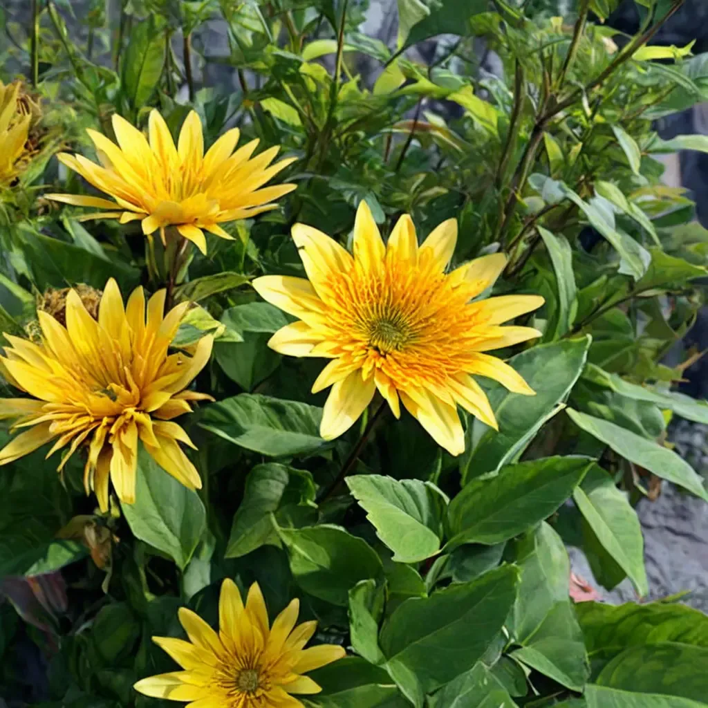 Aura Gold Sunflower