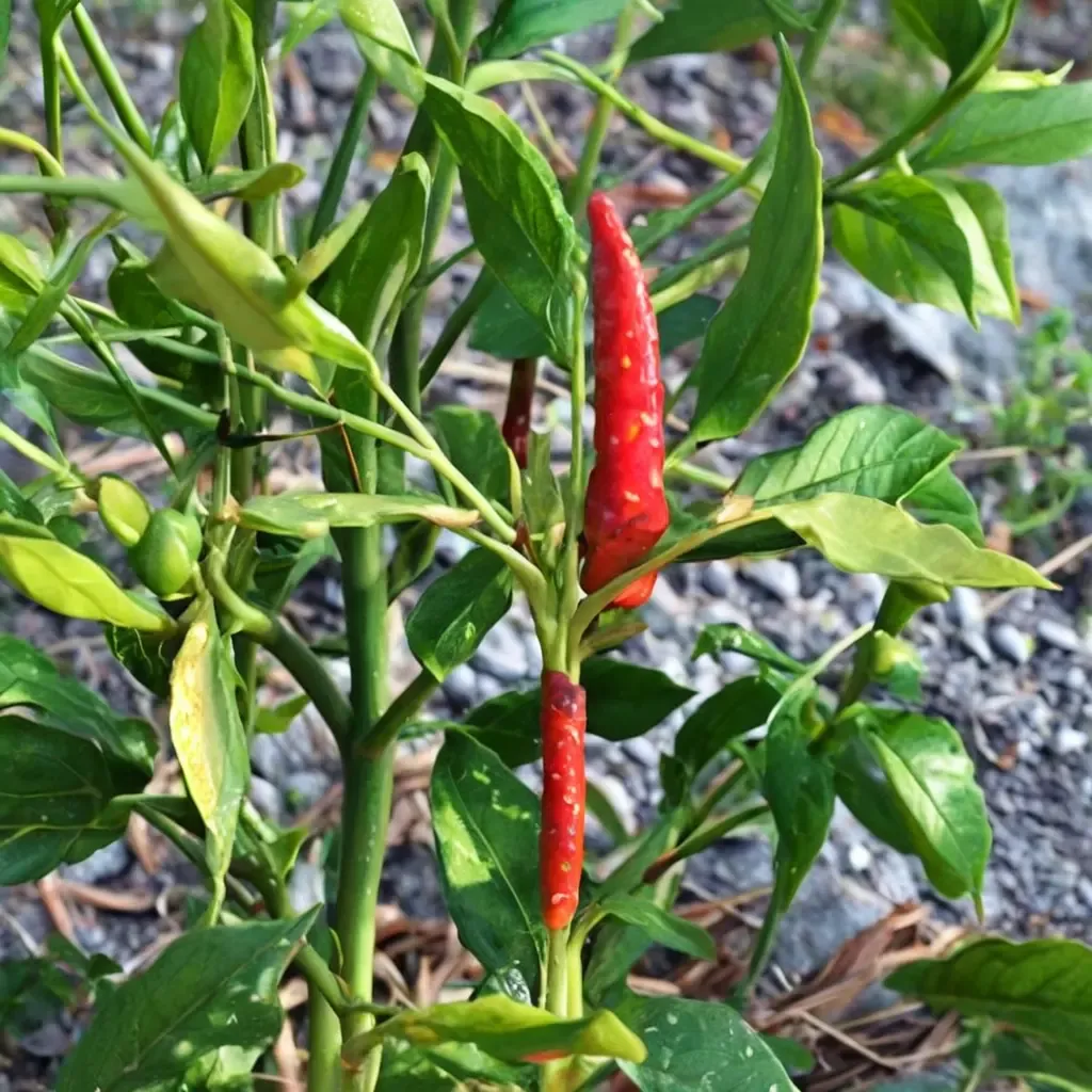 Chile de Arbol