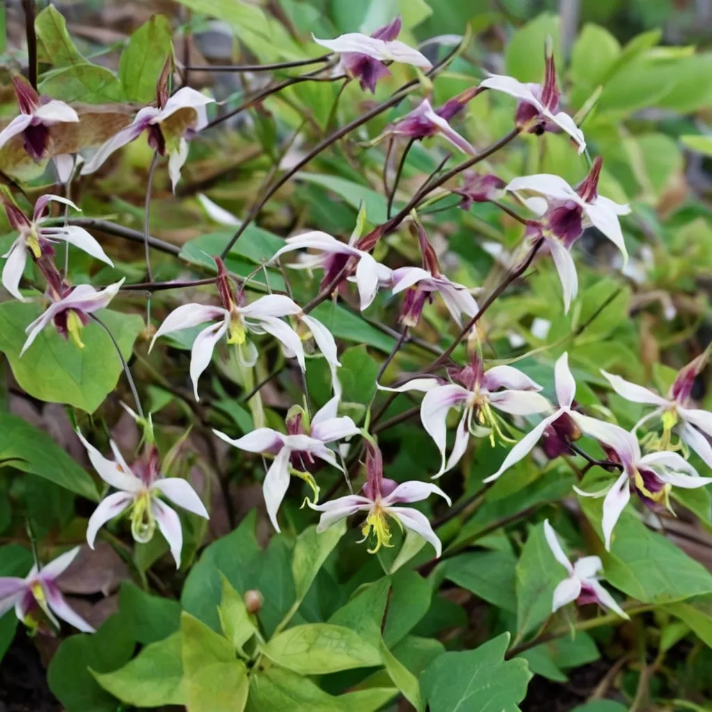 Razzleberry Barrenwort